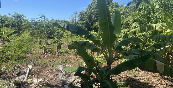 Solar en La Planta, foto 5